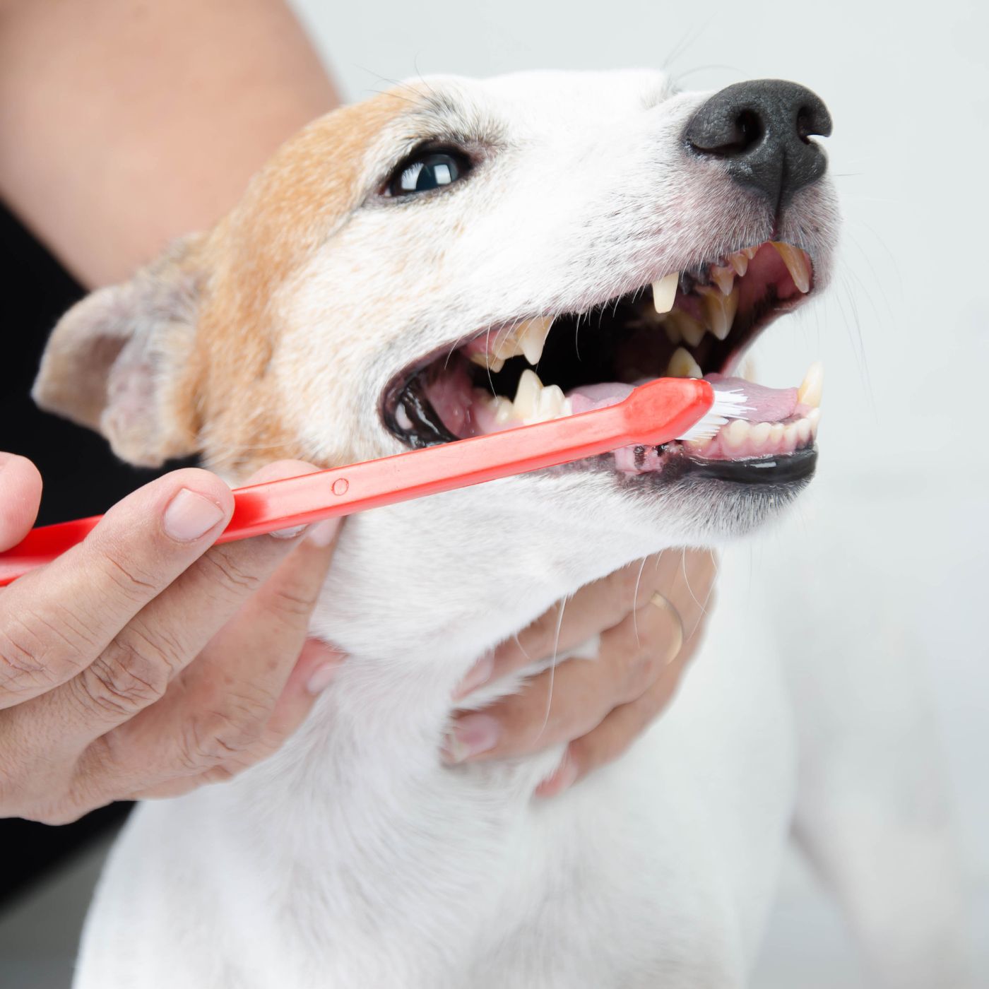 vet doing Acupuncture to dog