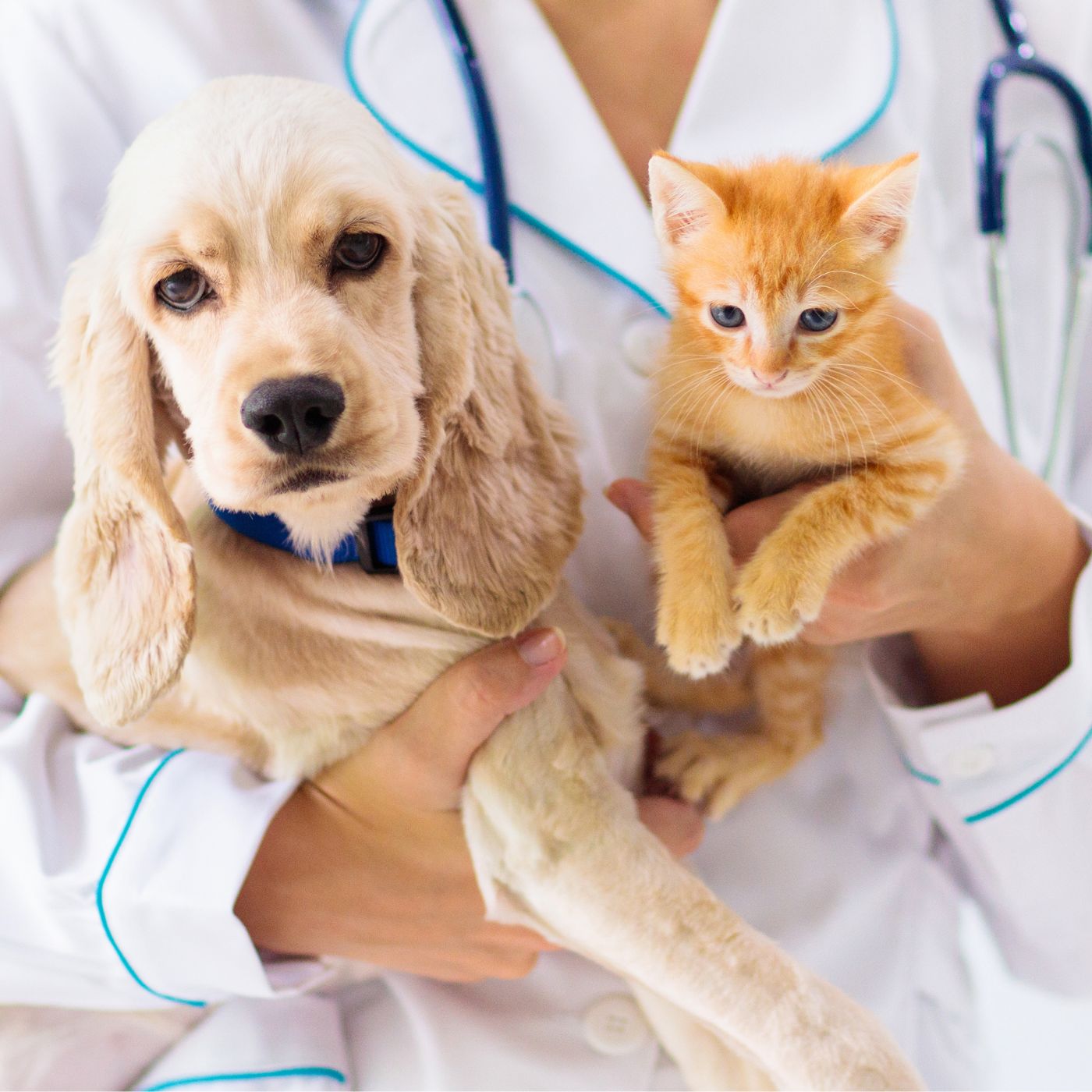 vet doing Acupuncture to dog