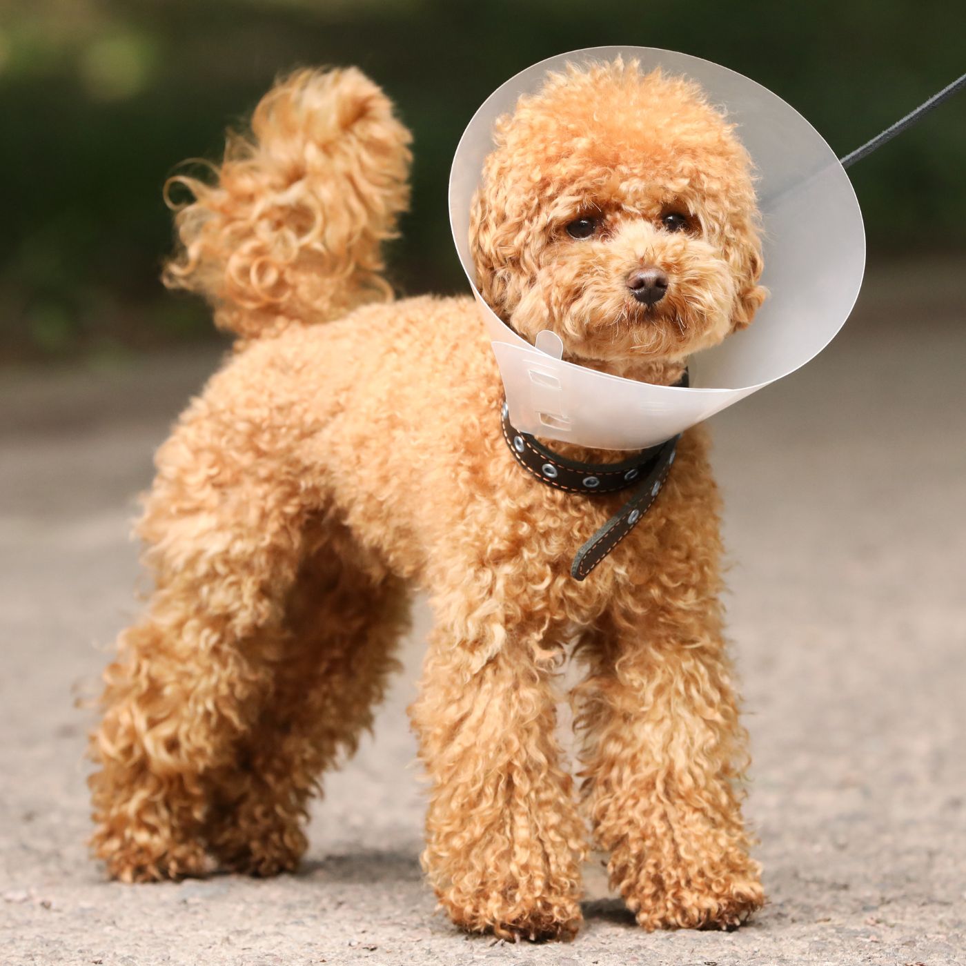 vet doing Acupuncture to dog