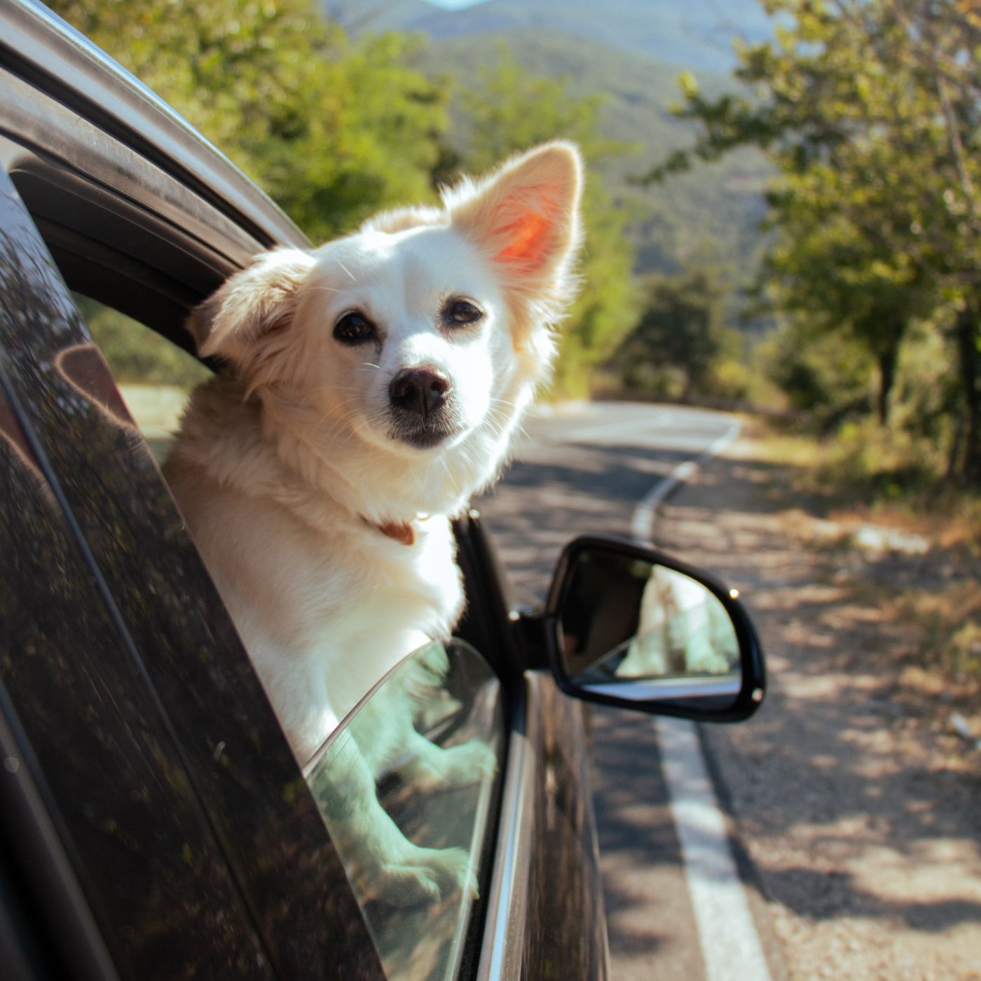 vet doing Acupuncture to dog