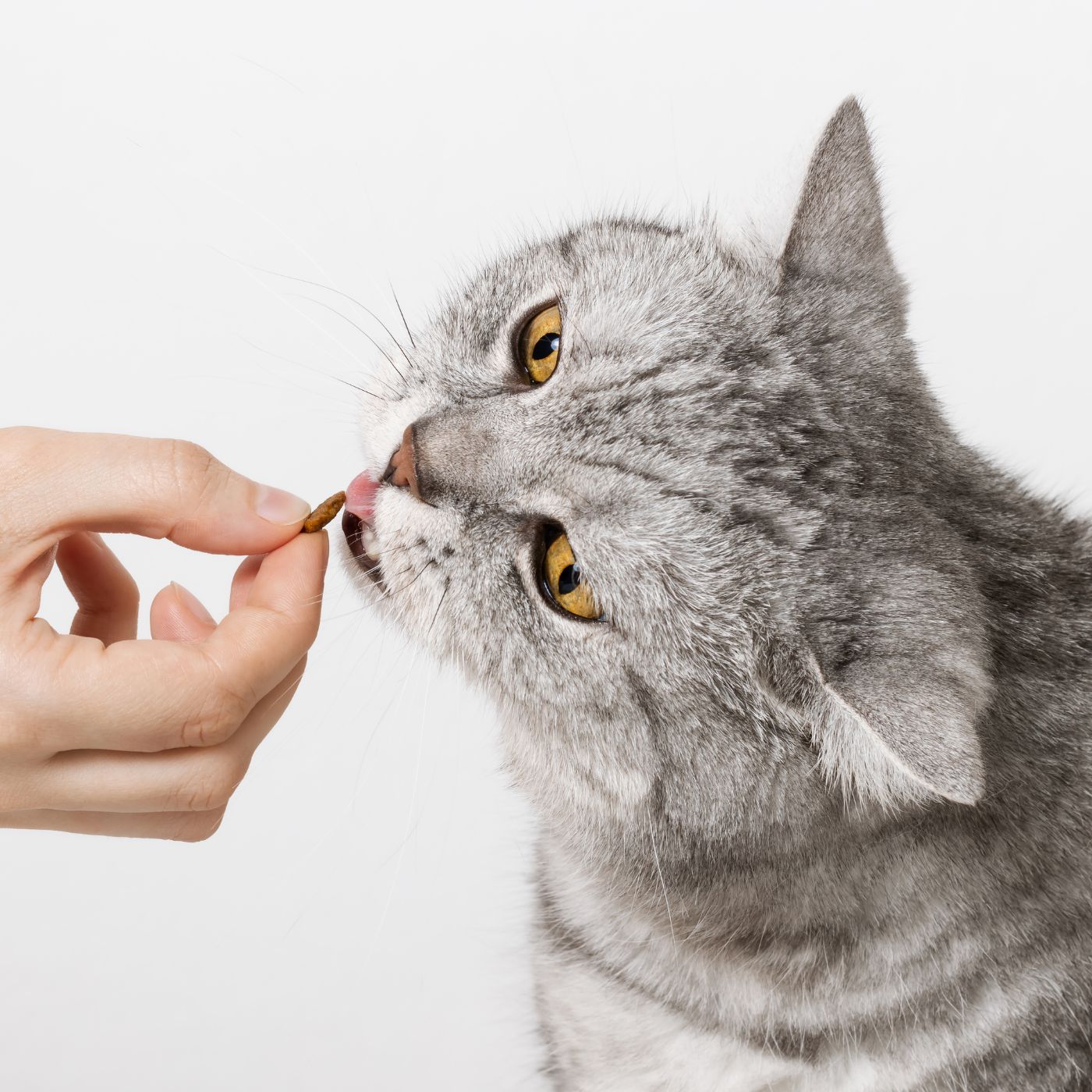vet doing Acupuncture to dog
