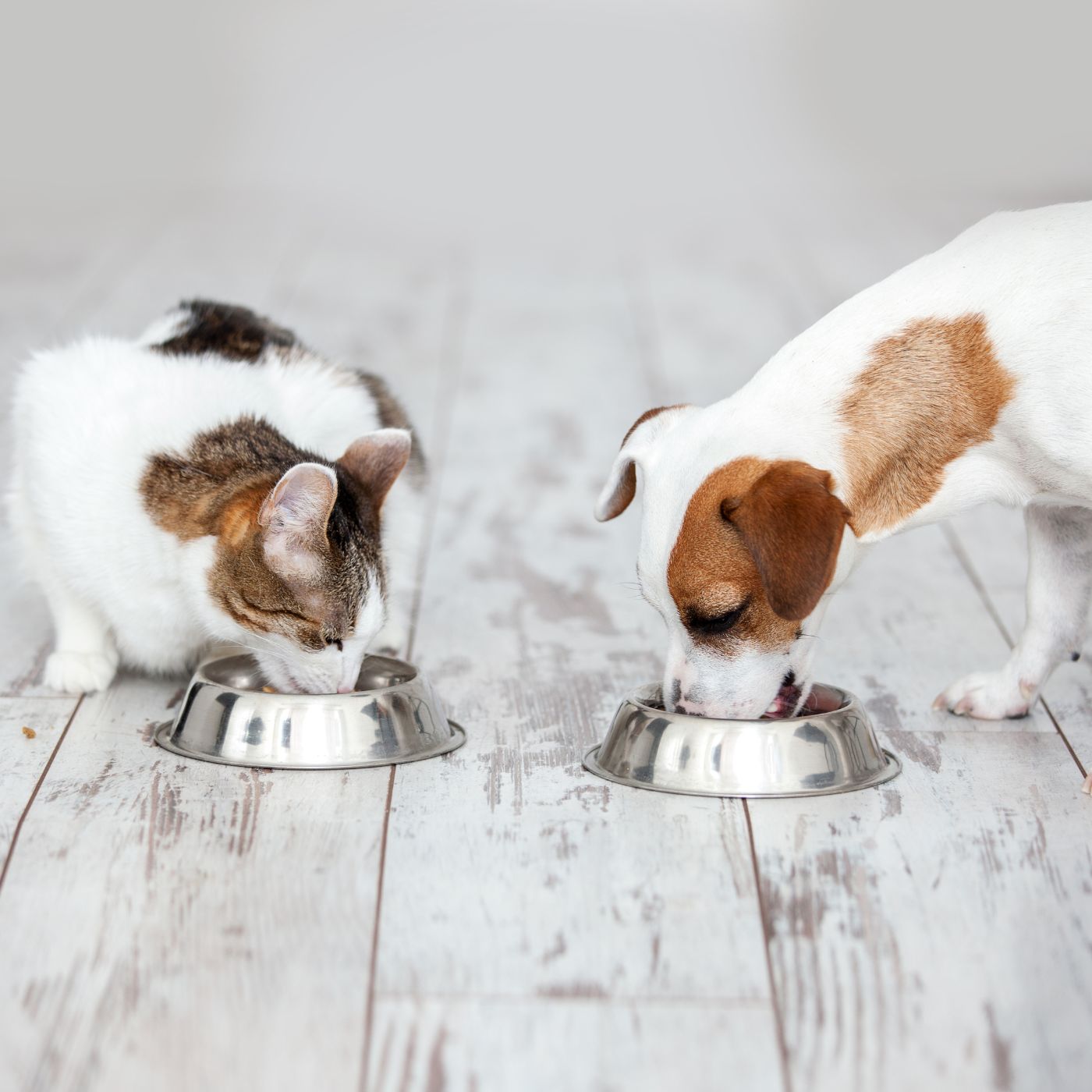 vet doing Acupuncture to dog