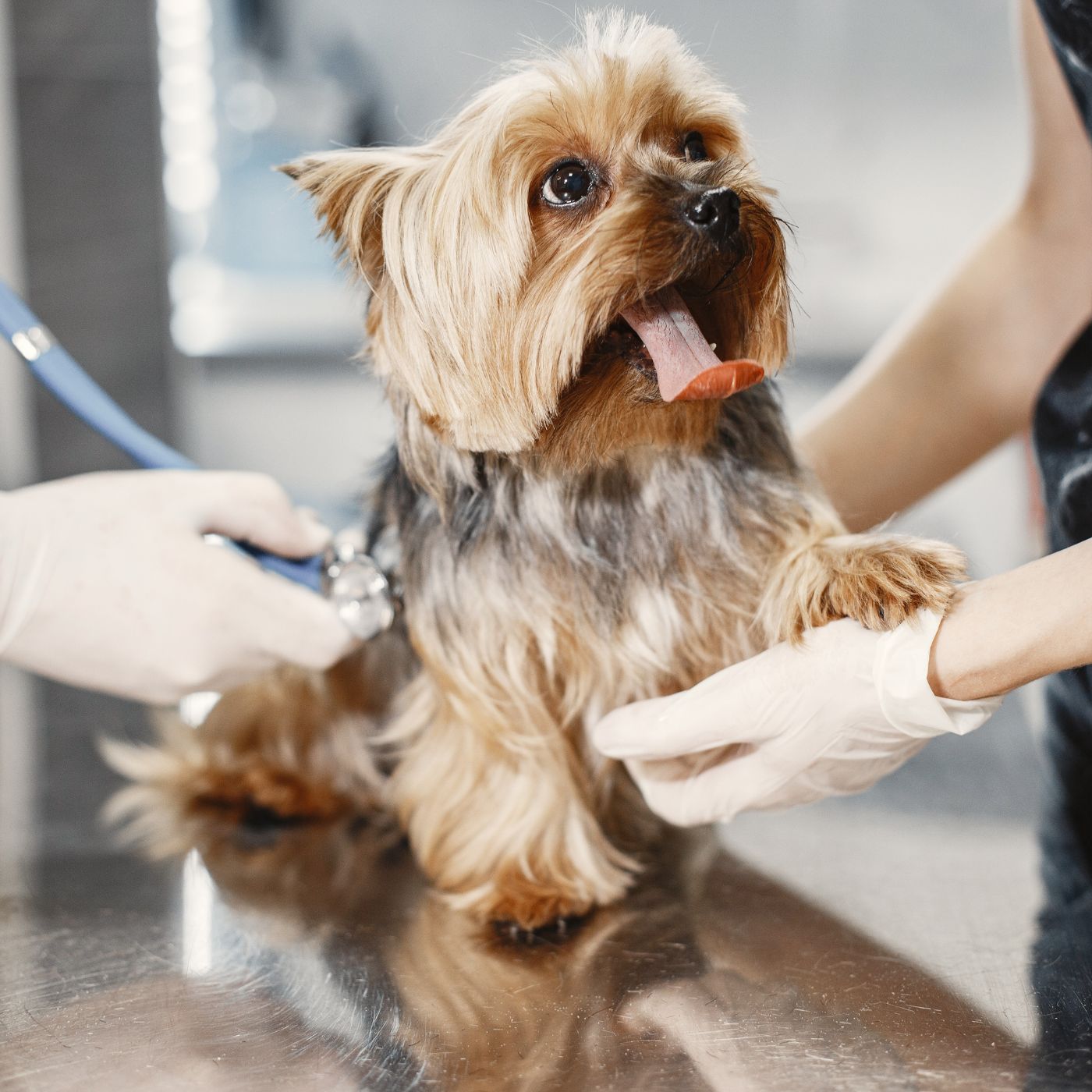 vet doing Acupuncture to dog