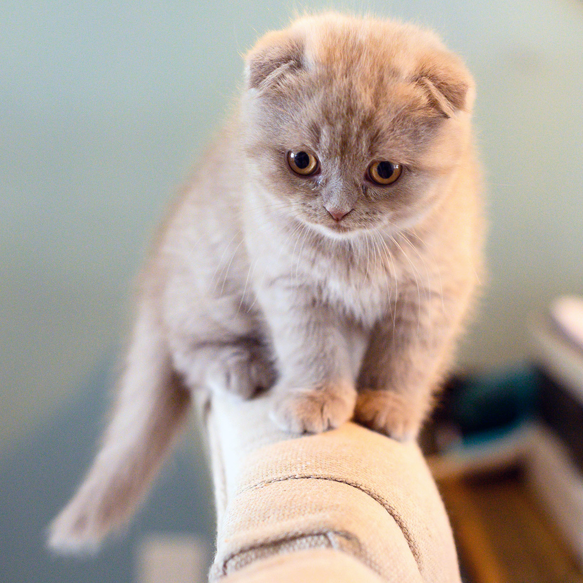 cat20912 A woman lovingly snuggling her Golden Retriever indoors.