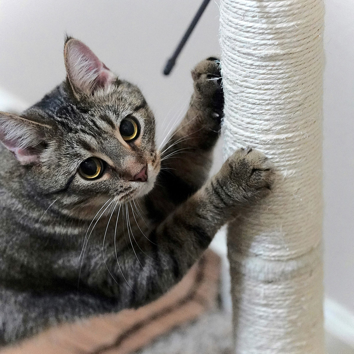 cat30912 An adorable orange kitten lying down and looking directly at the camera.