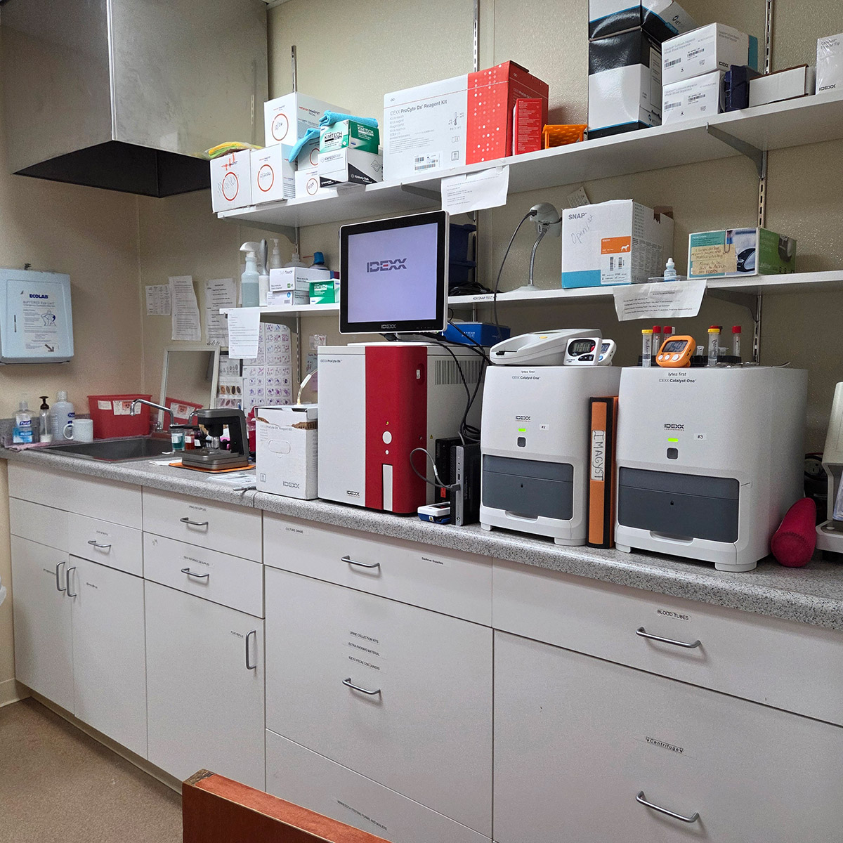 vet doing Acupuncture to dog