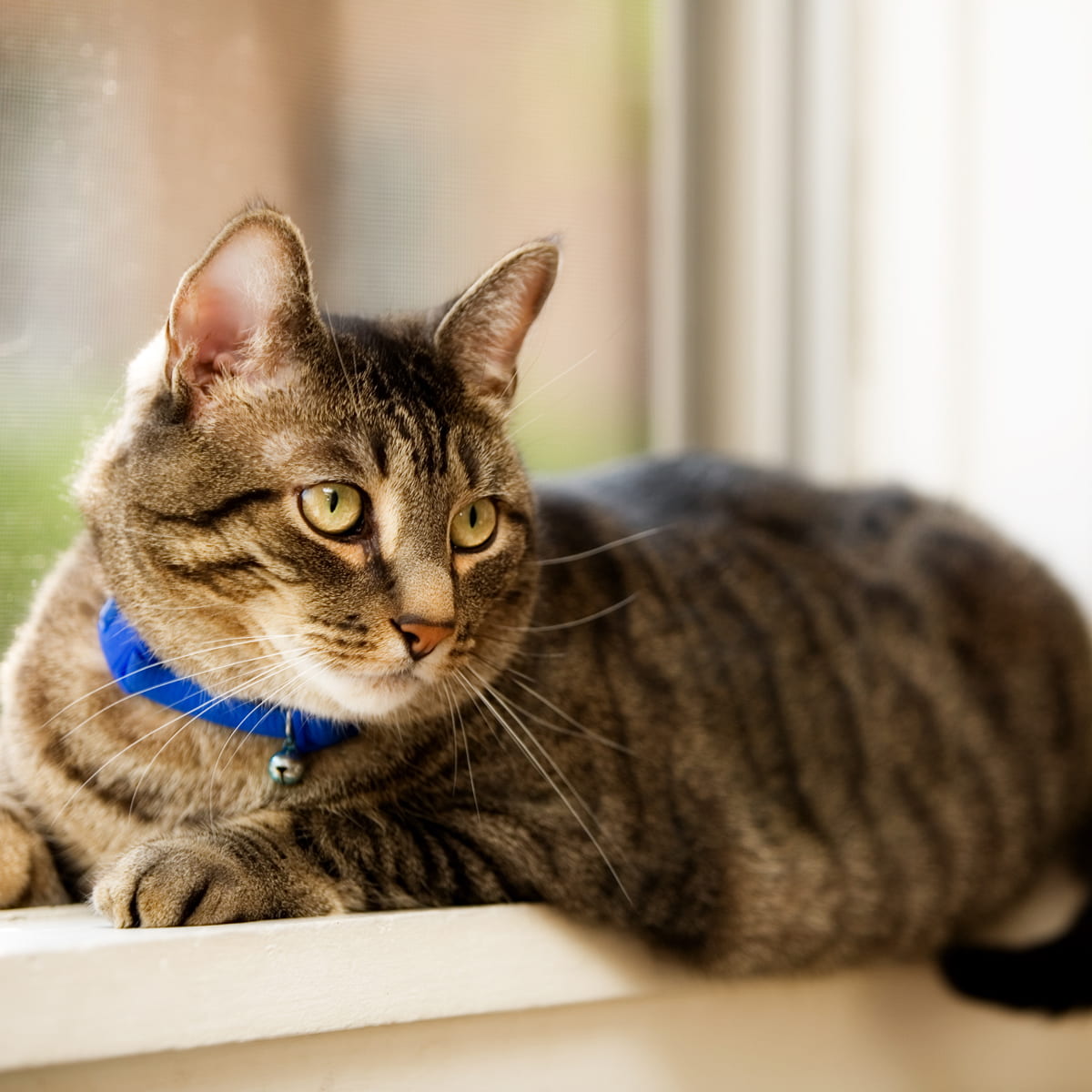 A-cat-is-lying-beside-window