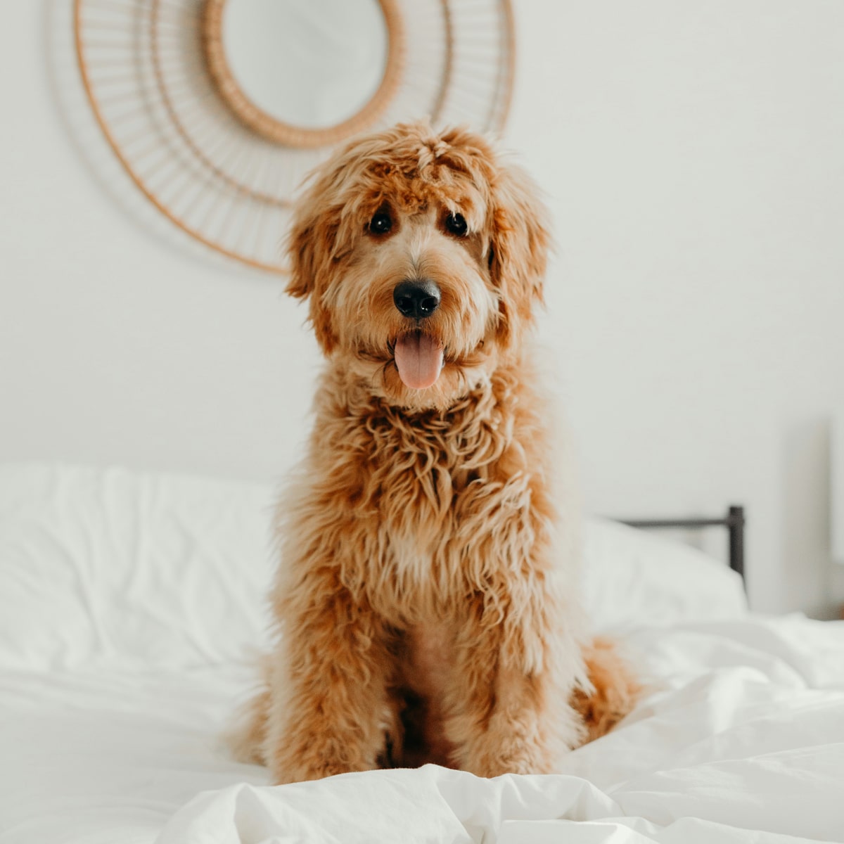 Fluffy-Goldendoodle-sits-on-white-bed