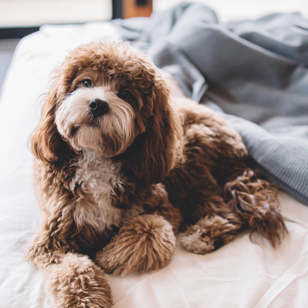Fluffy-brown-dog-on-a-bed Fluffy-brown-dog-on-a-bed