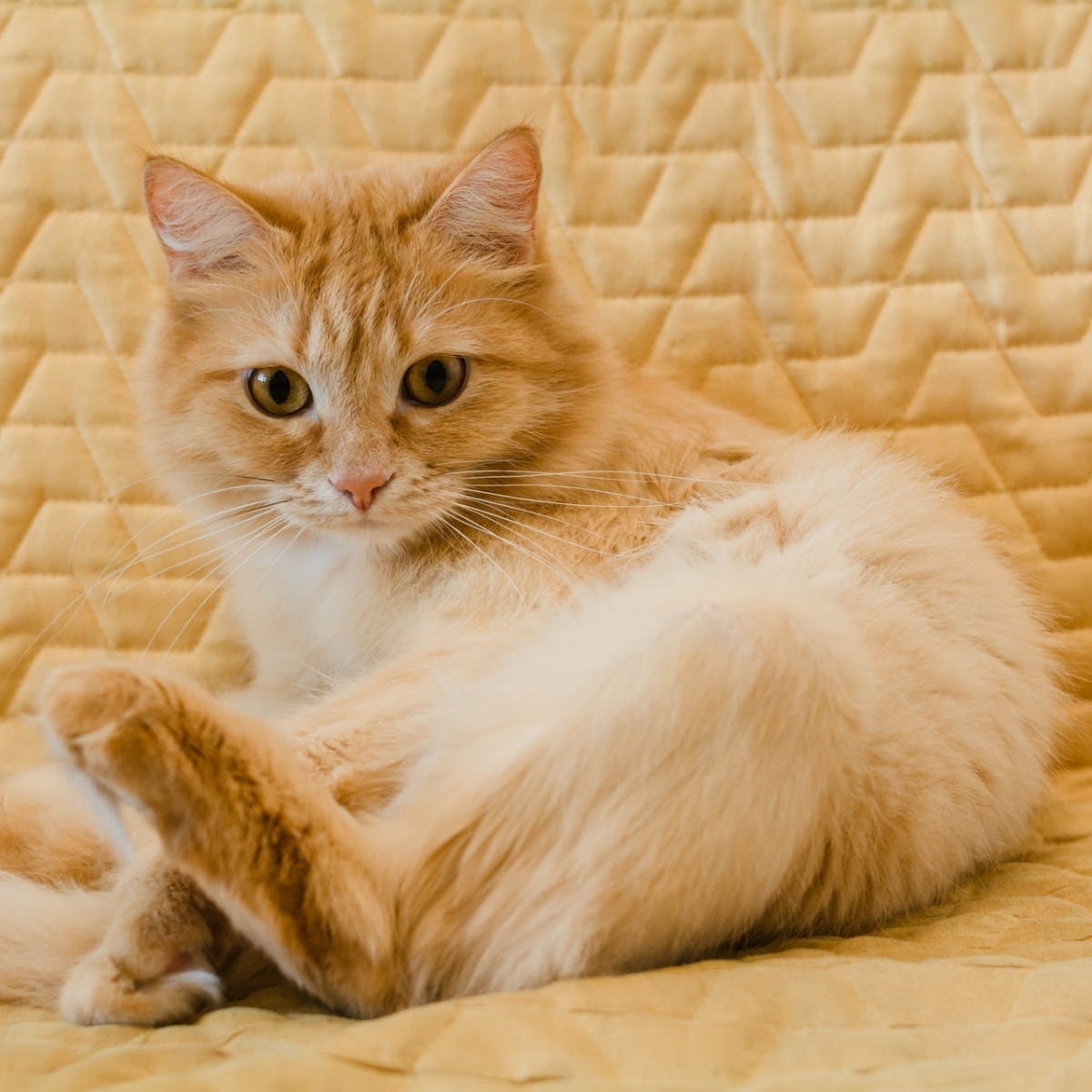 Ginger-cat-lounging-on-yellow-quilt