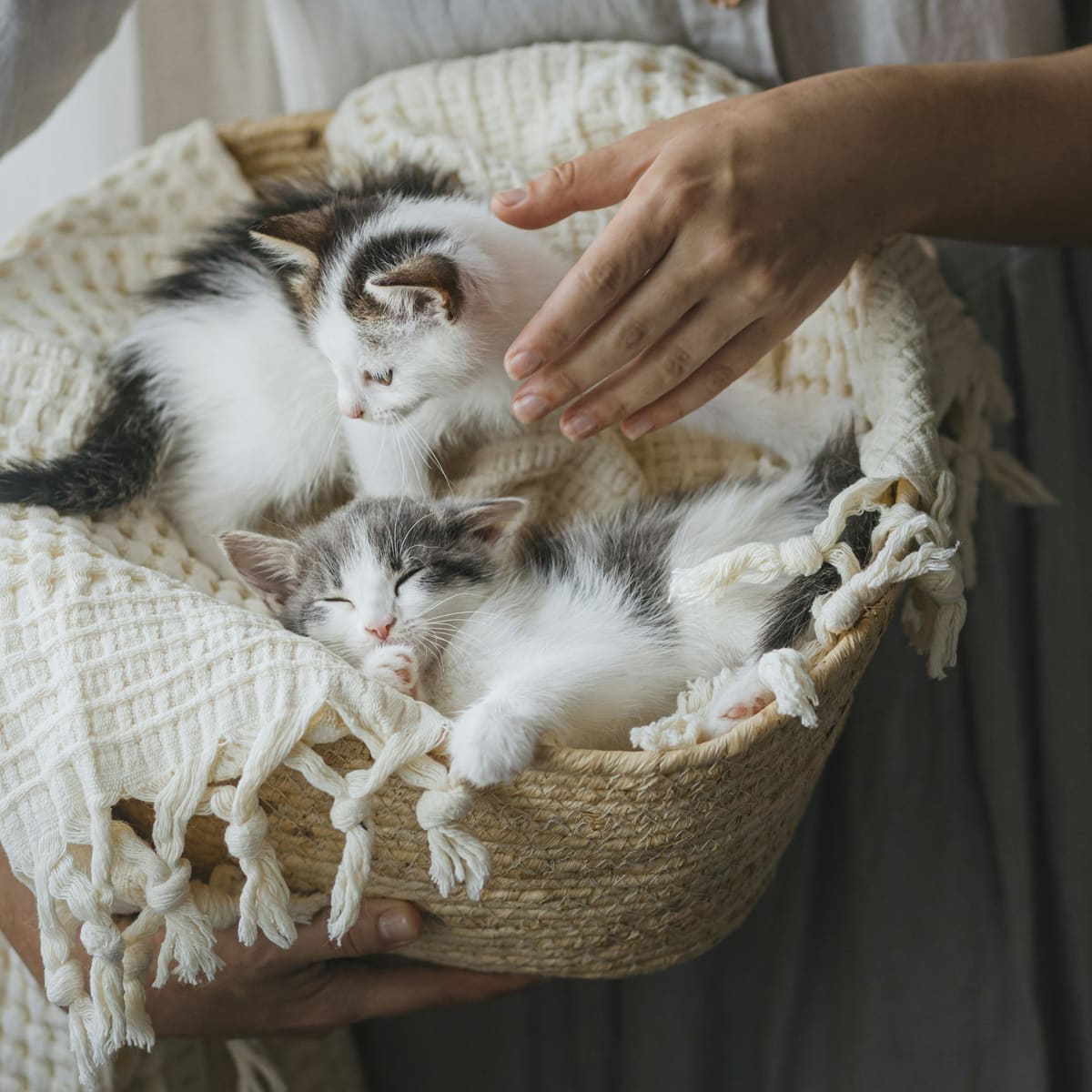 Person-holding-sleeping-kittens-in-basket