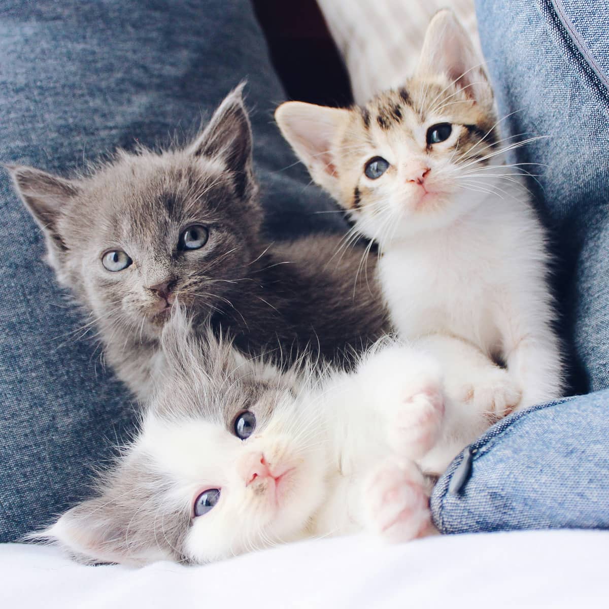Three-kittens-in-denim-lap Three-kittens-in-denim-lap