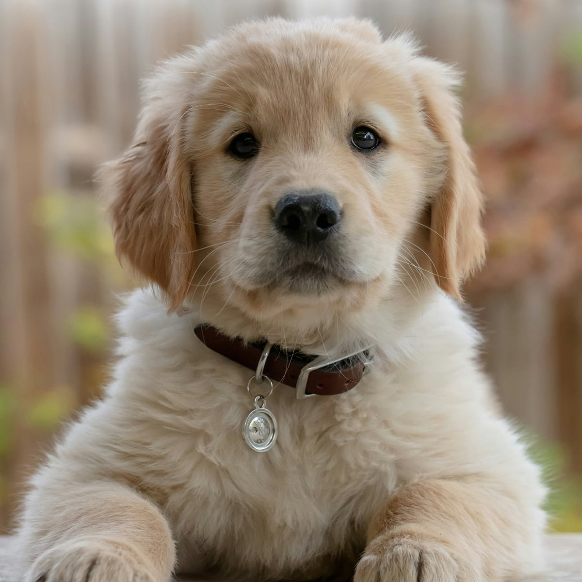 adorable-golden-retriever-puppy-with-a-collar