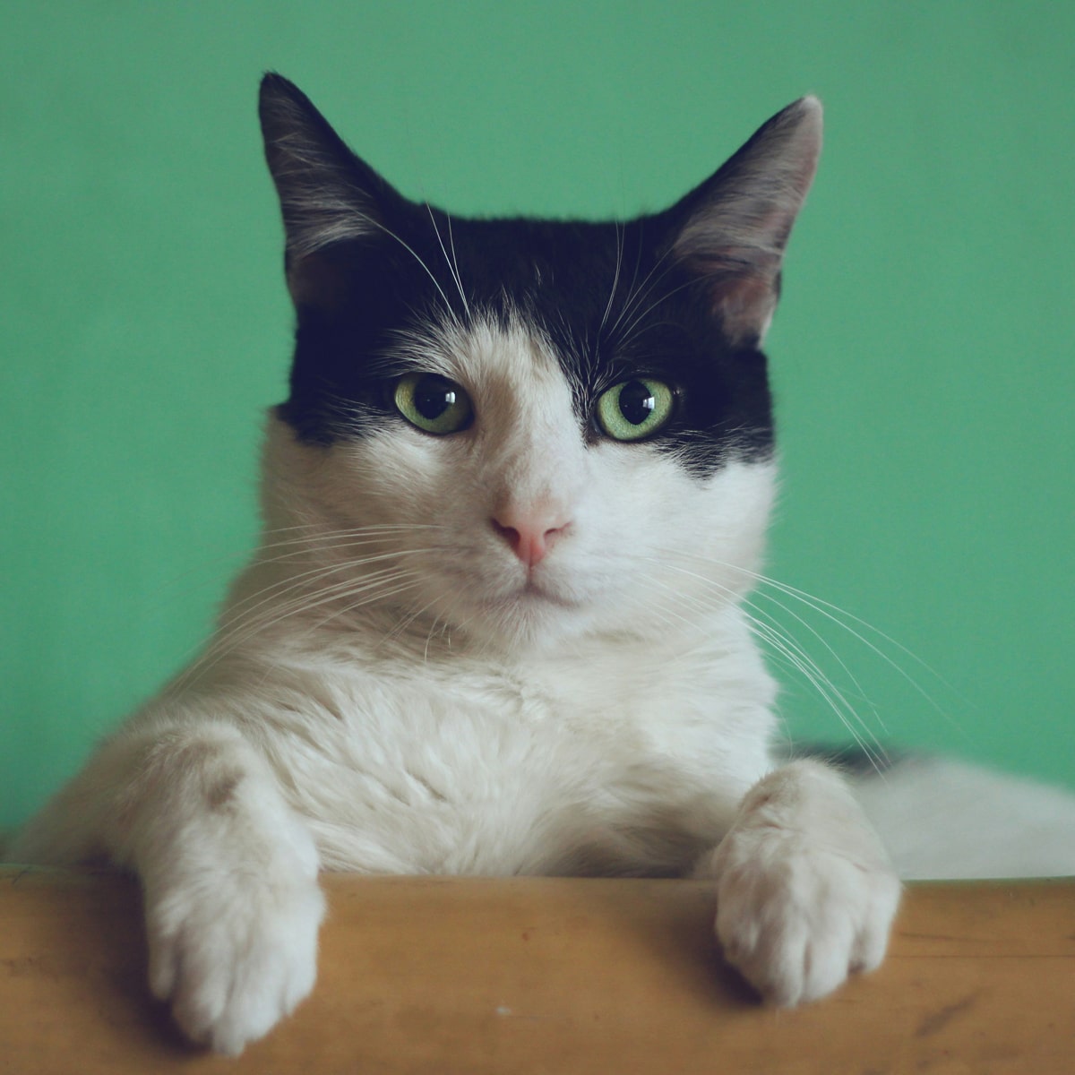 cat-with-striking-green-eyes