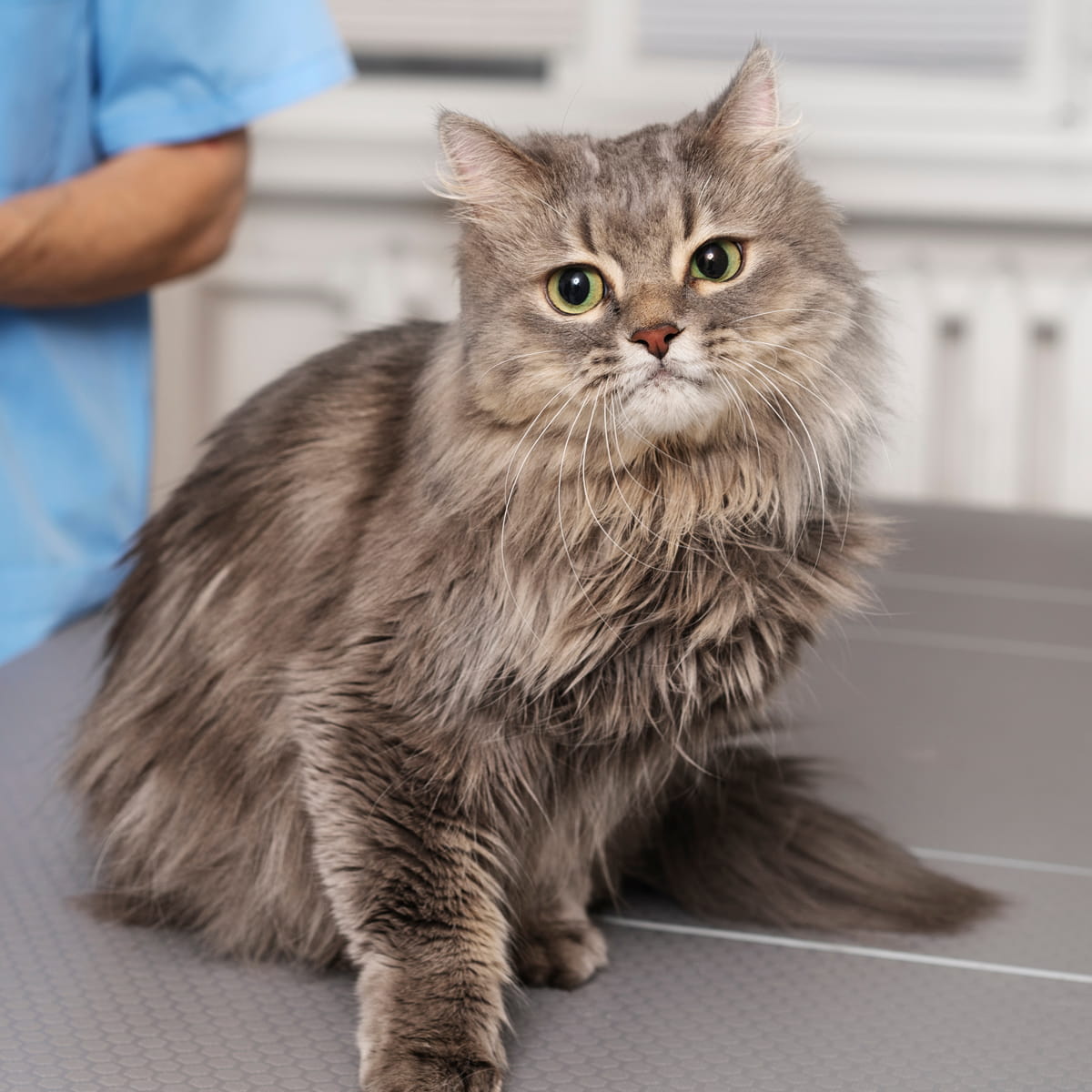 close-up-veterinary-doctor-taking-care