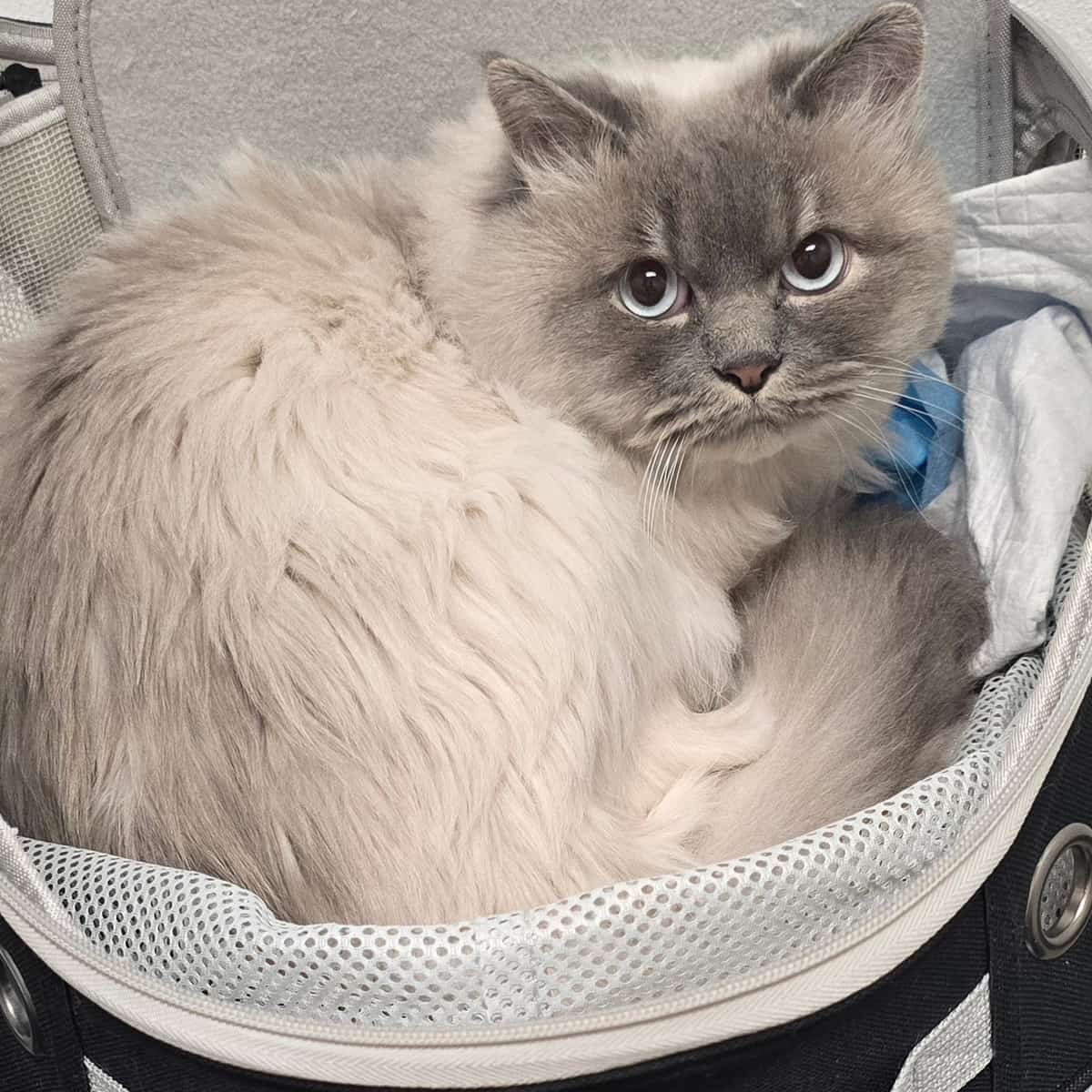 cute-cat-face cute-cat-face