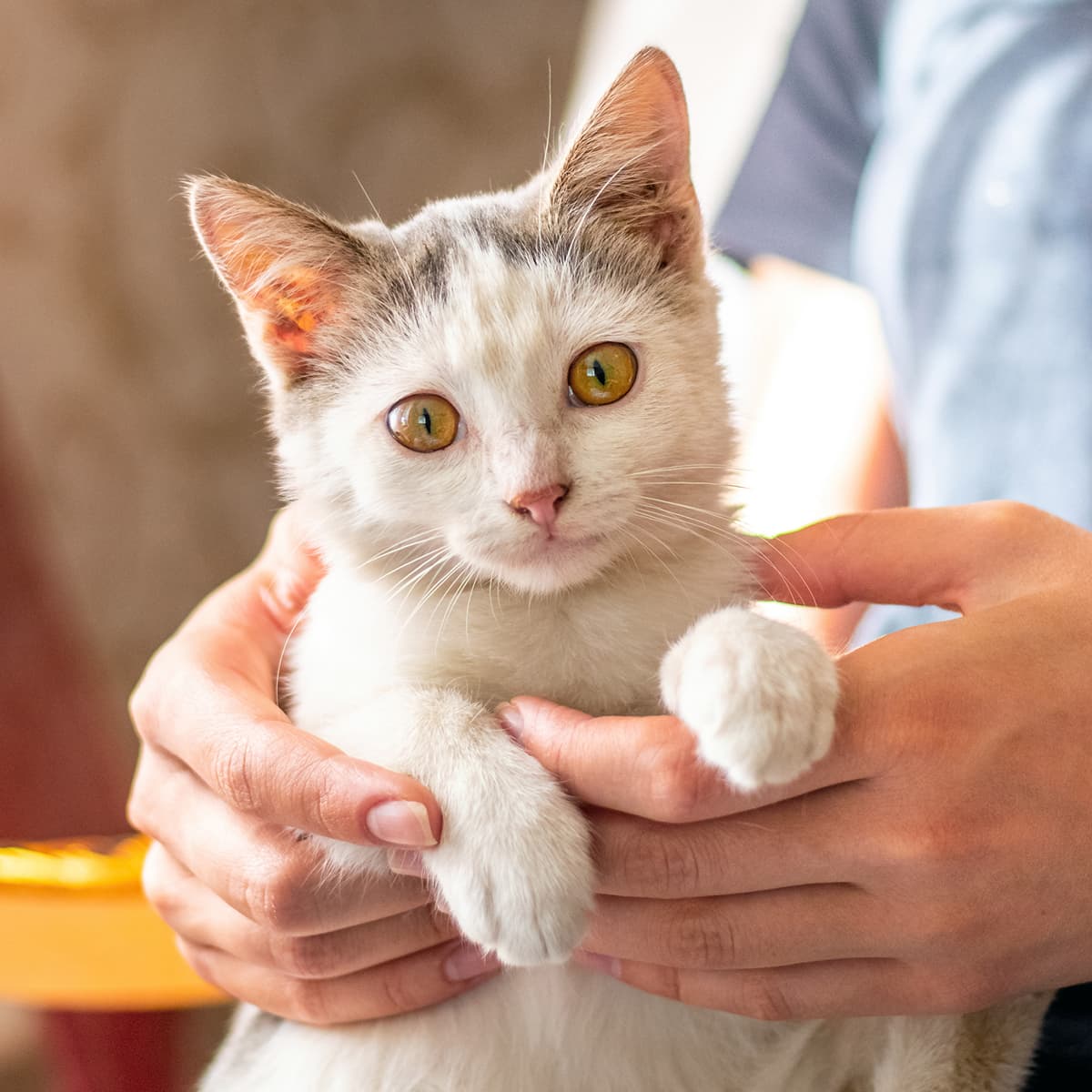girl-holding-a-white-cat-in-her-arms