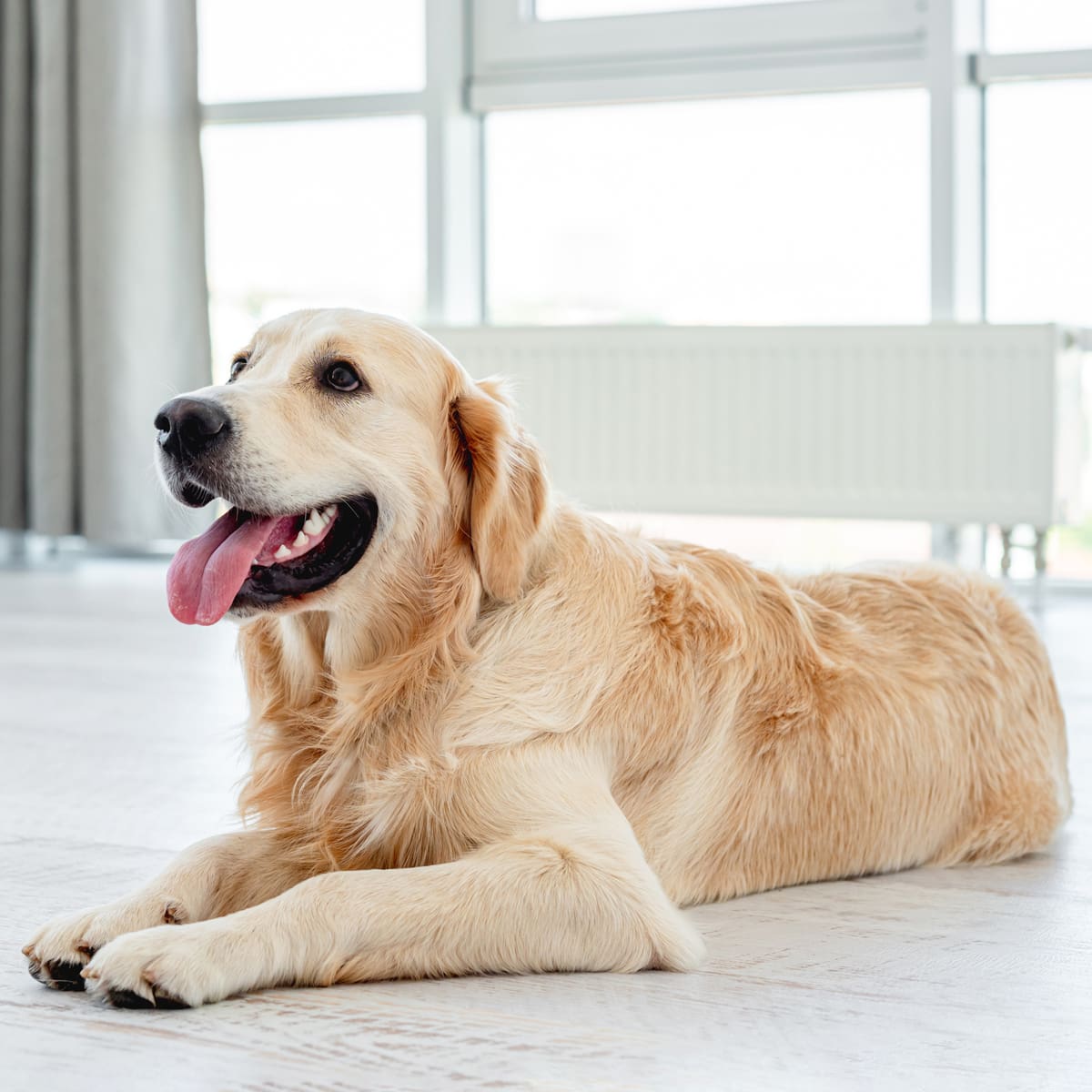 happy-golden-retriever-relaxing-indoors