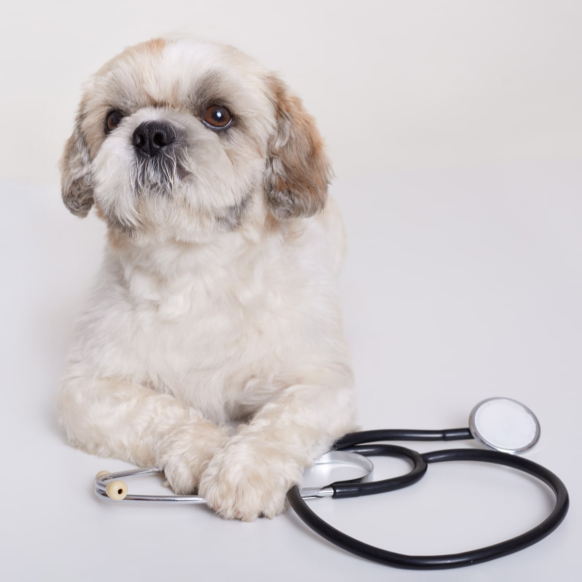 pekingese-dog-with-stethoscope