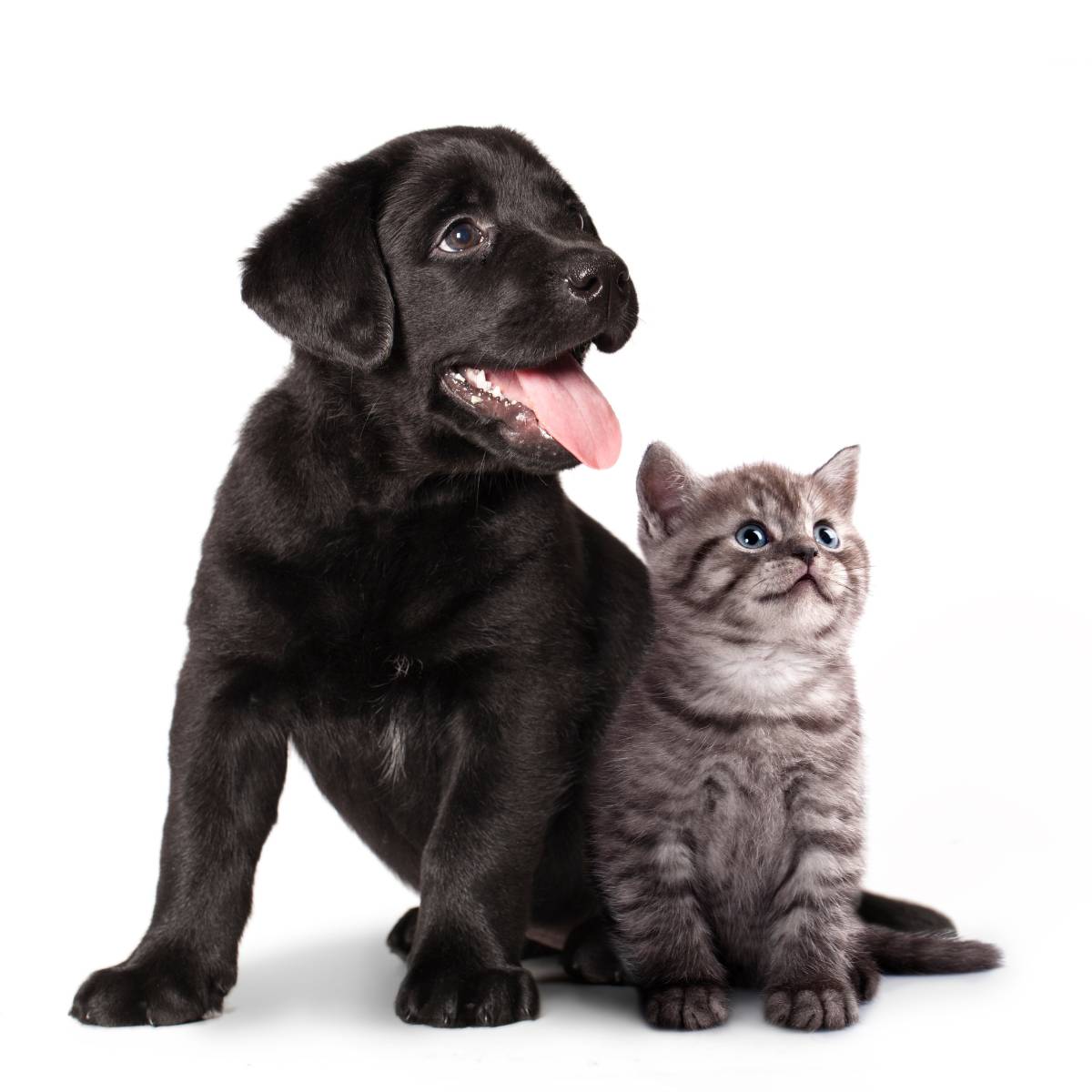 Black lab puppy, tabby kitten